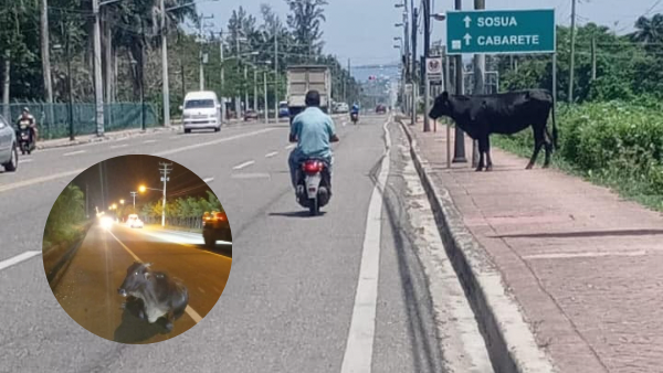 animales-en-calle