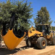 Tala-de-arboles-en-Azua