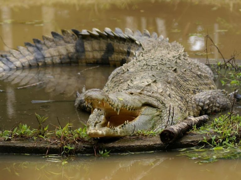Medio Ambiente aclara cocodrilo capturado en Puerto Plata no será liberado en el Lago Enriquillo