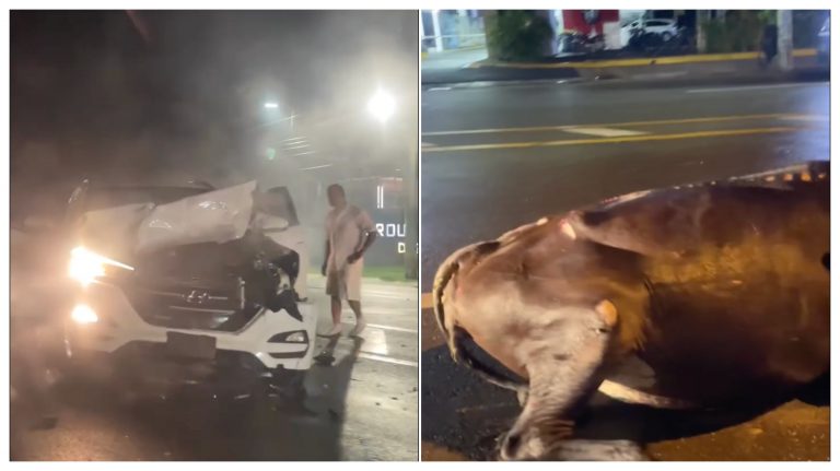 Accidente frente al aeropuerto Gregorio Luperón reaviva preocupación por animales sueltos en Sosúa
