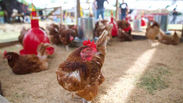 descarga - 2025-11-10T140318.460