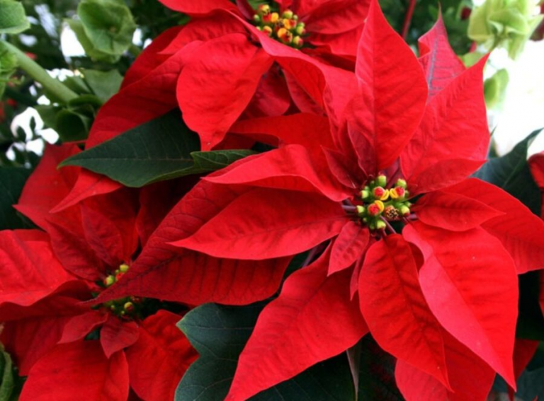 Plantas Navidad exigen esmero para su vitalidad
