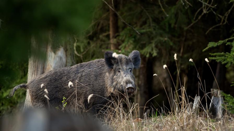 RD suspende la importación de carne cerdo desde España tras la detección de peste porcina