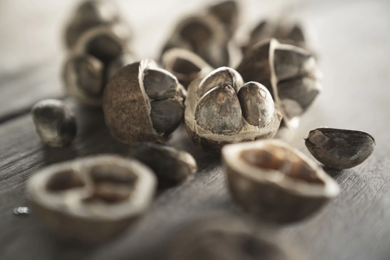 El aceite de cacay, el oro líquido del Amazonas