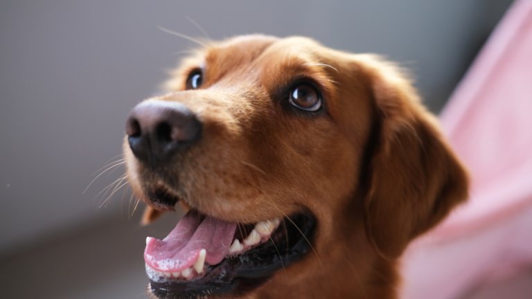 Cómo mantener feliz y ocupado a un perro durante largas ausencias, según expertos 