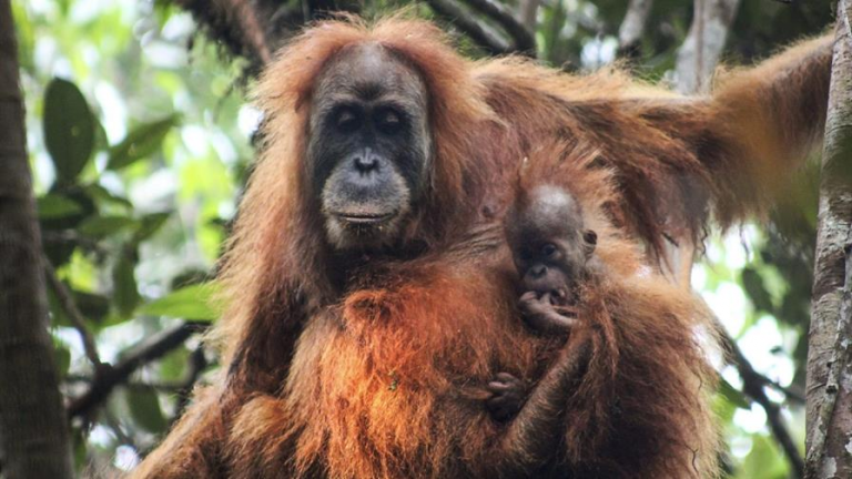 Inundaciones en Indonesia amenazan unos orangutanes al borde de la extinción