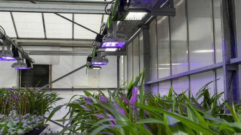 Plantas que "respiran" nitrógeno y tomates que resisten la sal, la agricultura del futuro