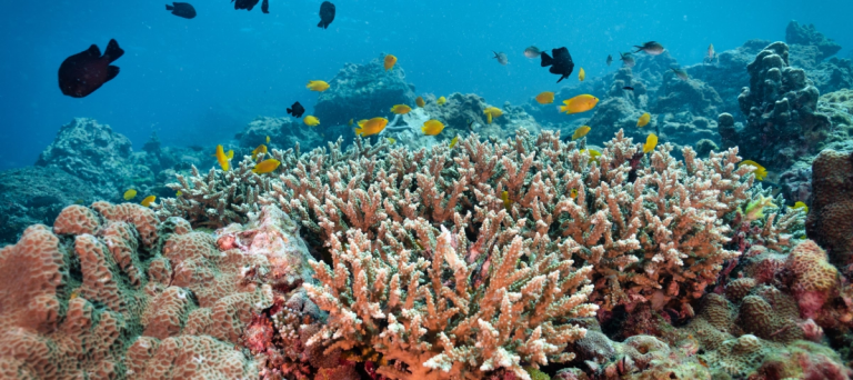 En el Caribe, los arrecifes de coral se han reducido a la mitad desde 1980