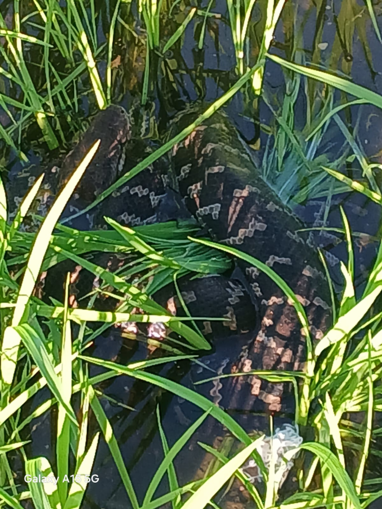 Agricultor halla culebra de gran tamaño en parcela agrícola de Arenoso