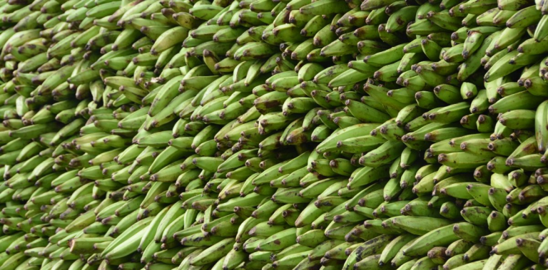 País come 17 MM unidades plátano y guineo diarias