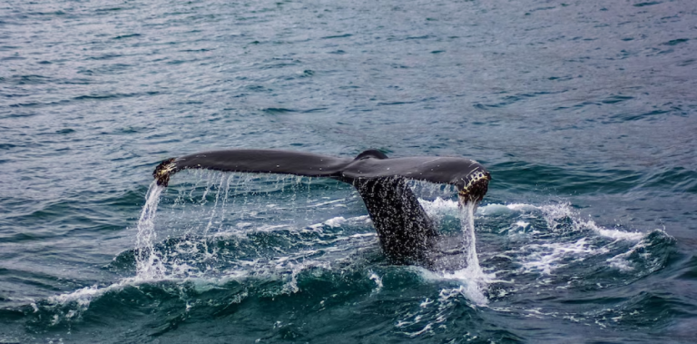 ¿Cuándo comienza la Temporada Ballenera en la República Dominicana?