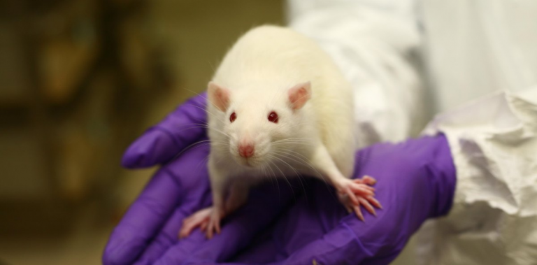 Investigadores españoles eliminan, por primera vez, el cáncer de páncreas en ratones