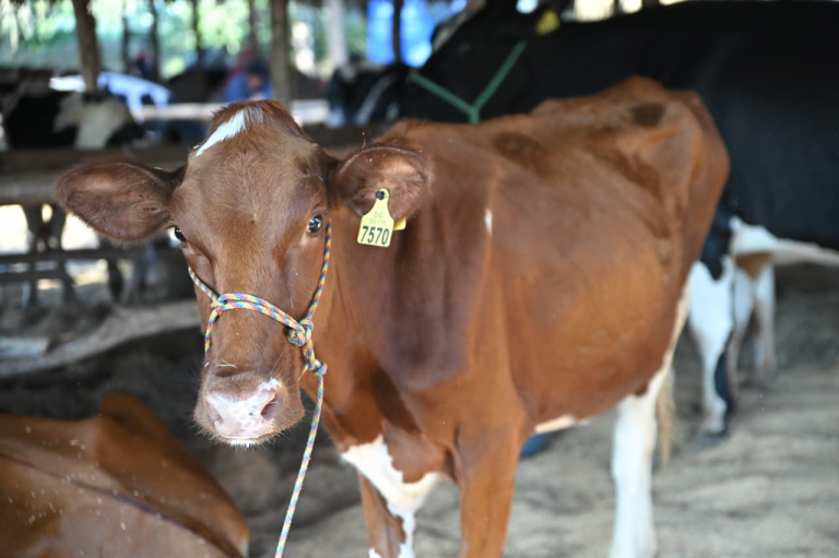 Agricultura anuncia plan para incrementar la producción ganadera y sus derivados