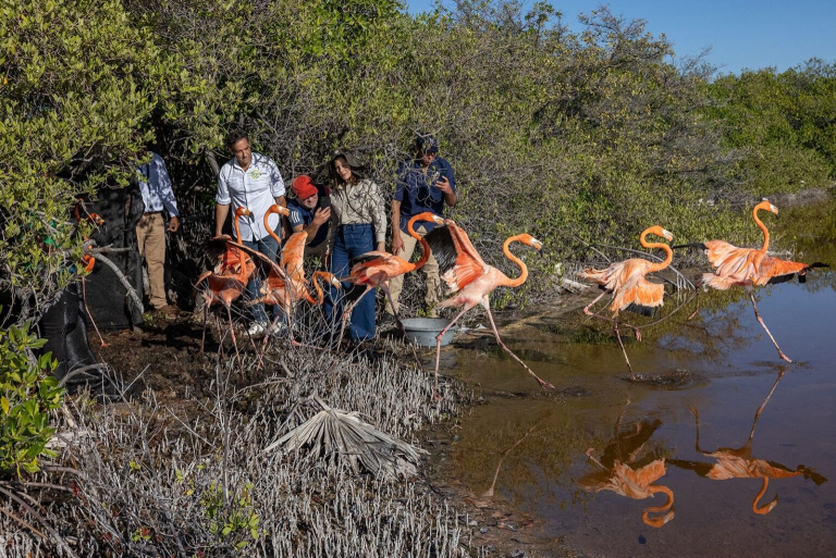 Zoológico dominicano libera 12 flamencos en Salinas de Baní