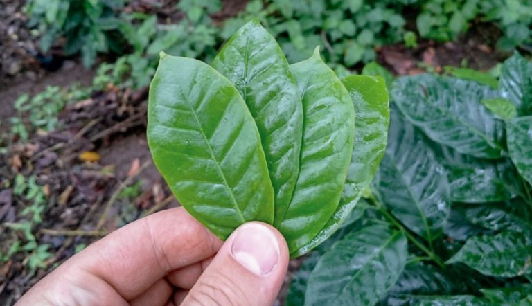 ¿Cómo sanar de forma natural el colesterol y la diabetes?