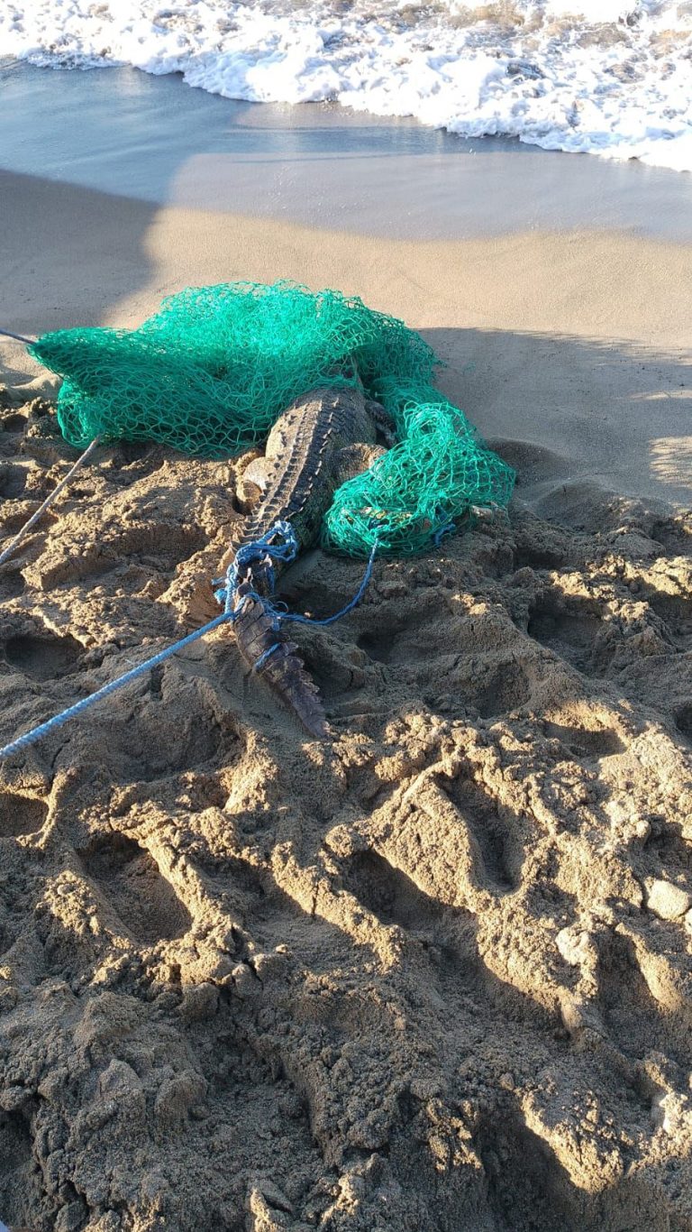 Tras capturar cocodrilo piden lo lleven de vuelta al Lago Enriquillo para su preservación