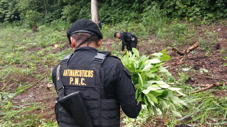 Policía y Ejército localizan y erradican cultivos de coca en regiones clave de Guatemala