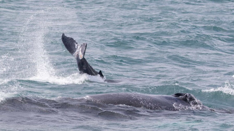Ballenas heridas y redes ilegales en Samaná evidencian retos en el santuario marino