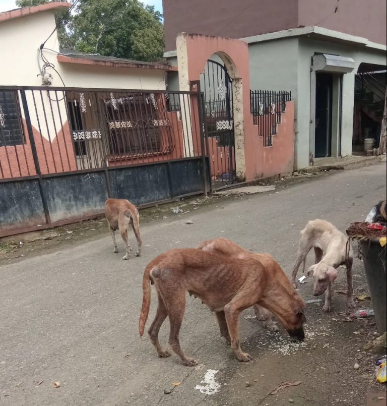 Alerta sanitaria en Gaspar Hernández: denuncian perros enfermos que representan riesgo comunitario