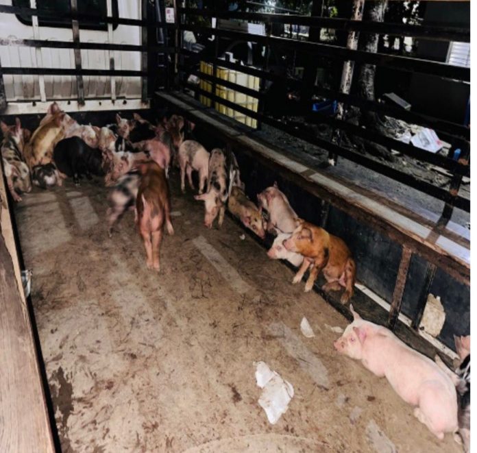 WhatsApp-Image-2026-04-09-at-11.13.10-AM