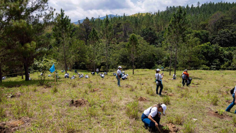 Voluntariado del Banco Popular siembra 6,000 plantas en la comunidad de Mezquino