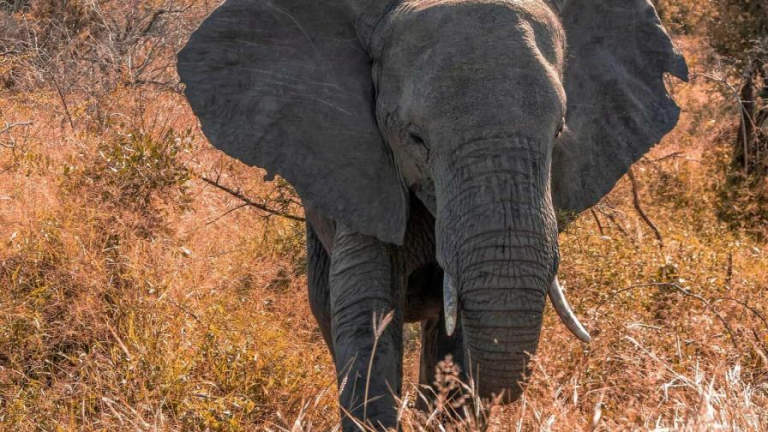 La salud de los elefantes ha dependido de su movilidad y riqueza genética, hoy amenazada