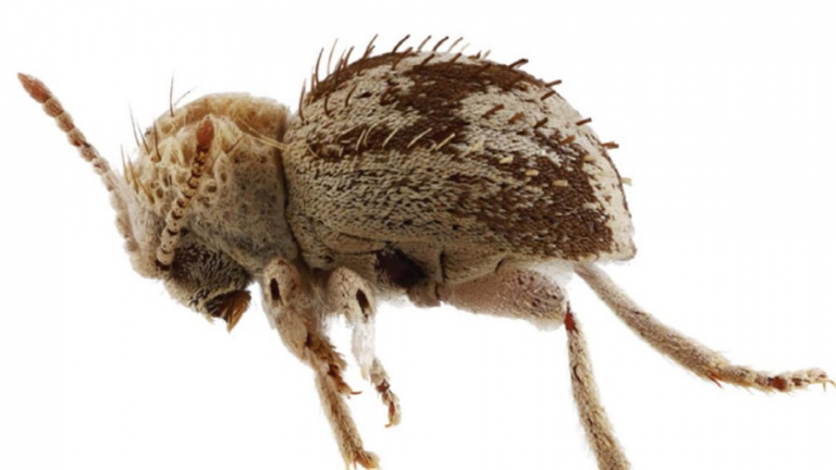 Descubren una nueva especie de 'escarabajo araña' en reserva de la costa sur de Perú