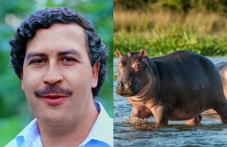 Colombia aplicará eutanasia a hipopótamos de Pablo Escobar para controlar especie invasora