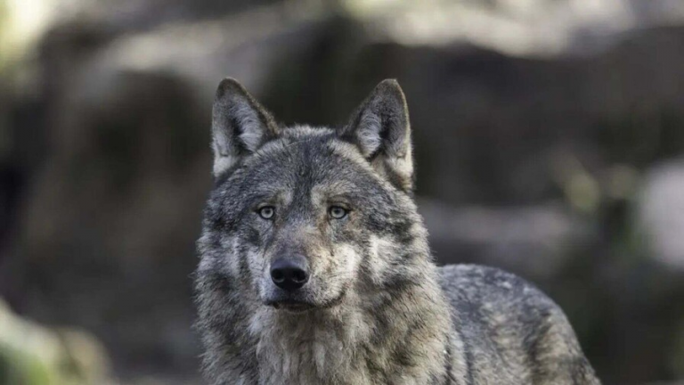 Una mujer es atacada por un lobo en Grecia y sobrevive tras enfrentarlo durante 10 minutos